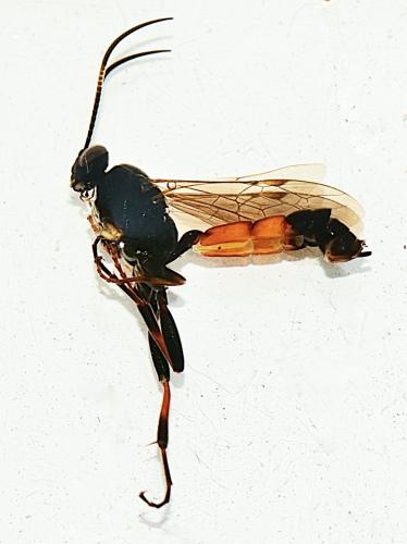 Réf. 307 822 : Spilothyrateles illuminatorius